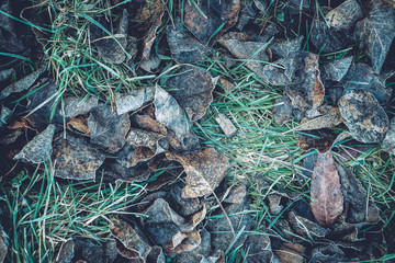Early morning frosty fall leaves from overhead