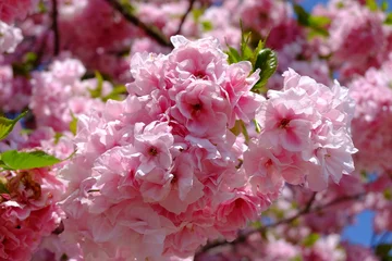 福禄寿　桜
