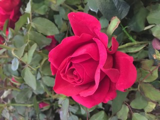 Beautiful red roses in garden