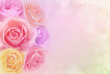 beautiful roses flower in soft color filters, background for valentine or wedding card 