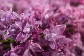 Soft Lilac Blossom