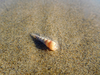 Schneckenhaus am Strand im seichten Wasser