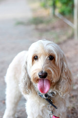 Spoodle Breed Dog Having a Walk On The Footpath Looking At Camera