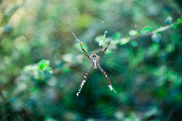 spider