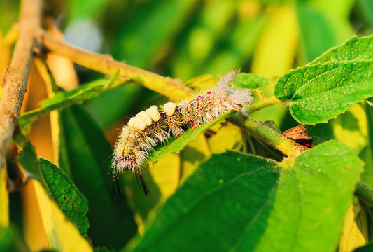 woolly worm