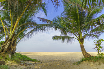 Fototapeta na wymiar tropical beach with coconut palm tree