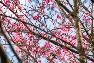 Wild himalayan cherry pink flower on branch
