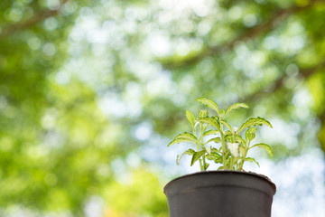 Small plant on green nature background