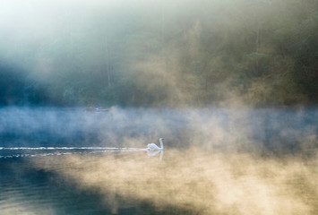 White swan alone side floating