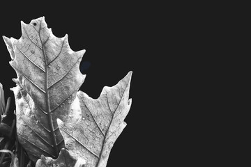 Beautiful Texture of Ferns dried leaves in Black and White.