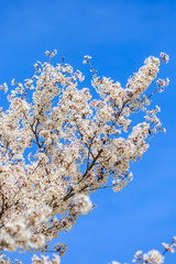 Cherry Blossom, Sakura season in Japan.