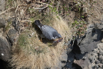 ハヤブサ,ハヤブサ目,ハヤブサ科,ハヤブサ属