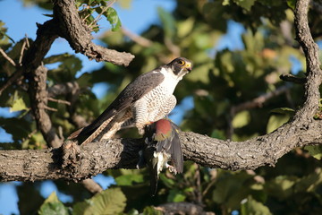 ハヤブサ,ハヤブサ目,ハヤブサ科,ハヤブサ属