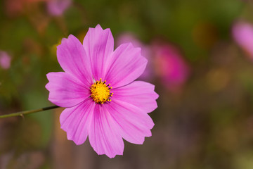 Pinkfarbenes Schmuckkörbchen - Schmuckblume im zarten Licht der Abendsonne