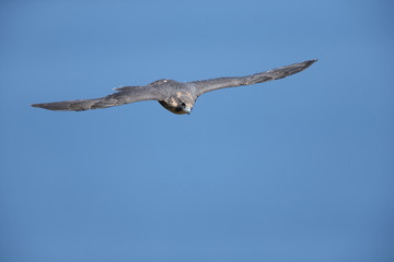 ハヤブサ,ハヤブサ目,ハヤブサ科,ハヤブサ属