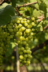 Cluster of Fresh Green Table Grapes