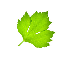 Celery leaf isolated on white background