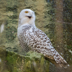 Snowy owl, Bubo scandiacus