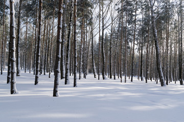 Beautiful Winter Forest or Park in Snow