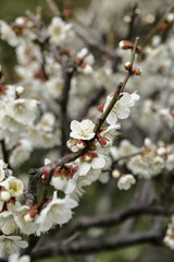 plum blossoms / The flower of the plum bloomed at the entrance of the mountain path