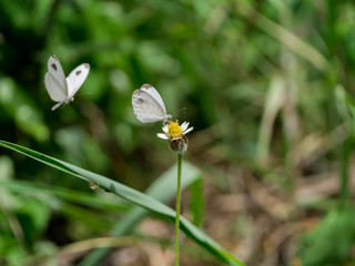 butterfly and flower grass