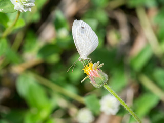 butterfly and flower grass
