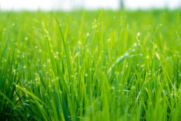 Fototapeta na wymiar rice plant in rice field with drop dew.