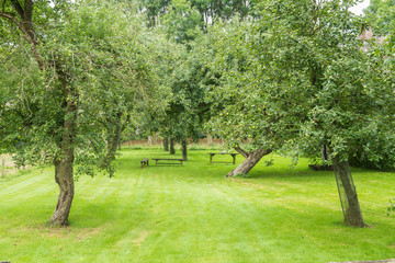 Fruit trees in an orchard with grass and wooden benches