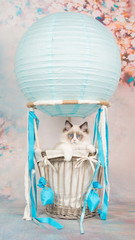 Cute blue eyed ragdoll baby cat in a blue air-balloon on a romantic background