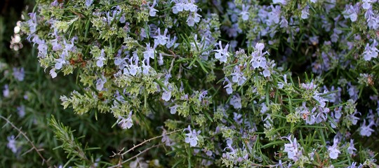 Blooming rosemary

