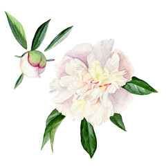 Watercolor illustration of a white peony with leaves and Bud. Set of floral elements isolated on white background © Irina Violet