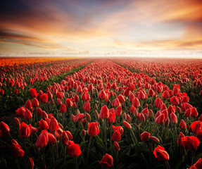 tulip field with sunset