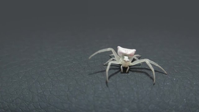 Goldenrod crab spider crowling