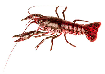 red crayfish isolated on a white background