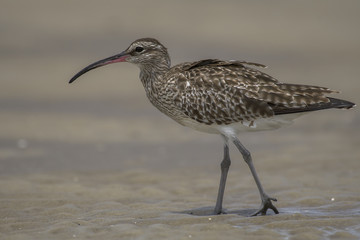 Whimbrel