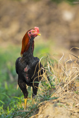Image of rooster in green field. Farm Animals.