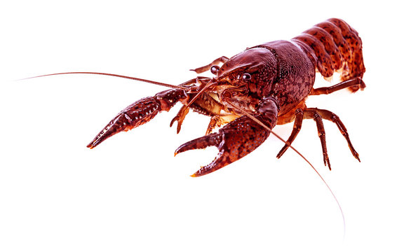 red crayfish