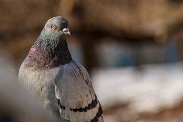Pigeon head detail closeup