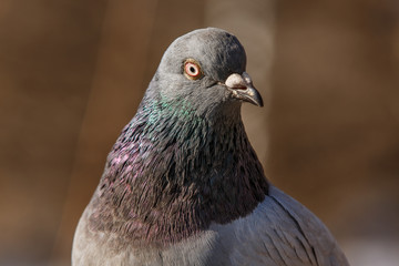Pigeon head detail closeup