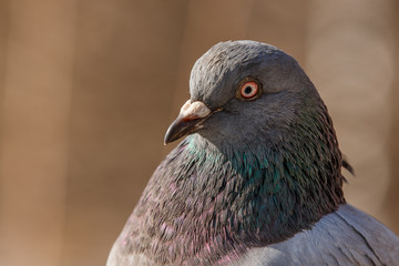 Pigeon head detail closeup