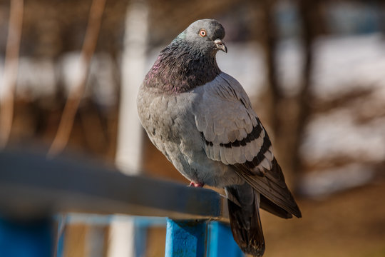 Pigeon sitting on a blue railing
