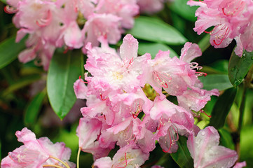 Pink flowers aliandra outdoors
