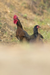 Image of chicken on nature background. Farm Animals.