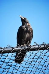 Crow on the lookout for adventure - close up shot