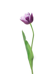 Purple tulip isolated on a white background