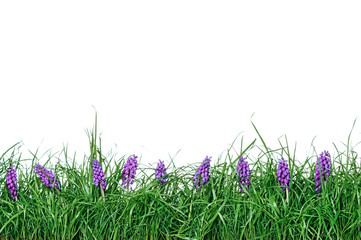 Obraz na płótnie Canvas Grass with spring flowers isolated on a white background