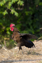 Image of chicken on nature background. Farm Animals.