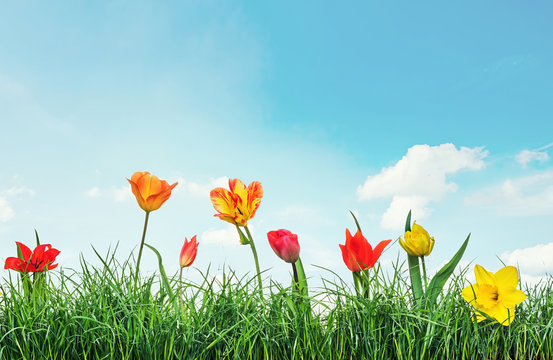 tulips garden with grass and sky © Vaceslav Romanov