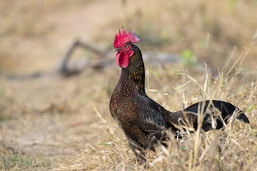 Image of chicken on nature background. Farm Animals.