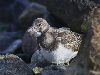 Obraz premium Ruddy turnstone (Arenaria interpres)